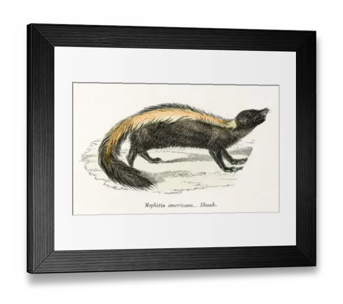 Framed Print : Skunk engraving 1803 Framed Print : Skunk engraving 1803