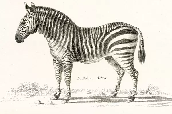 Zebra engraving 1803
