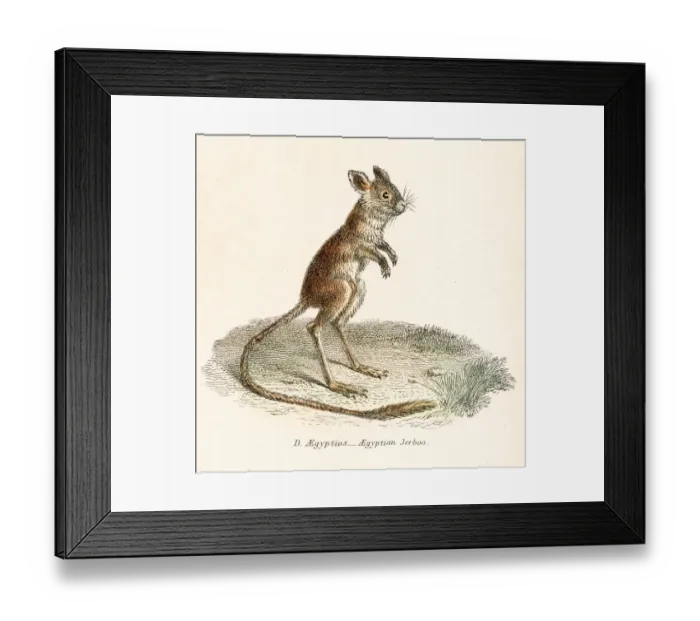 Framed Print : w. The Museum of Natural History - the Animal Kingdom (Mammalia) Framed Print : w. The Museum of Natural History - the Animal Kingdom (Mammalia)