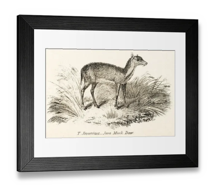 Framed Print : Java musk deer engraving 1803 Framed Print : Java musk deer engraving 1803