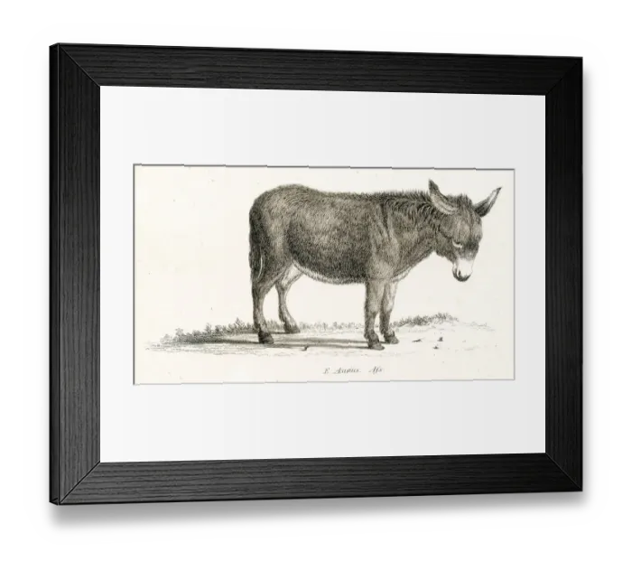Framed Print : Asinus engraving 1803