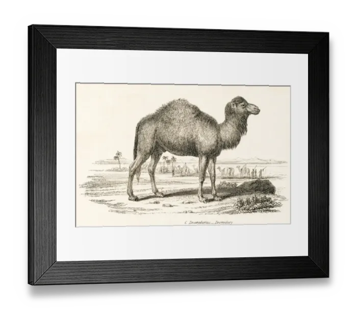 Framed Print : Dromedary engraving 1803 Framed Print : Dromedary engraving 1803