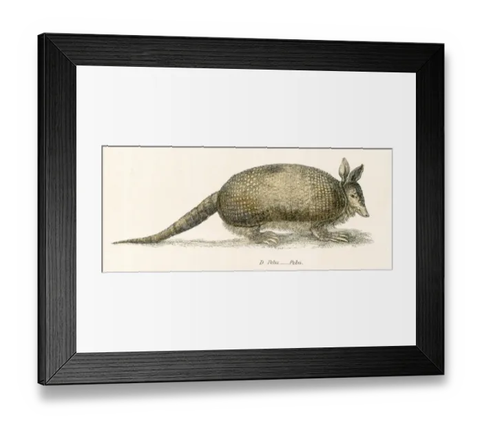 Framed Print : Armadillo engraving 1803 Framed Print : Armadillo engraving 1803