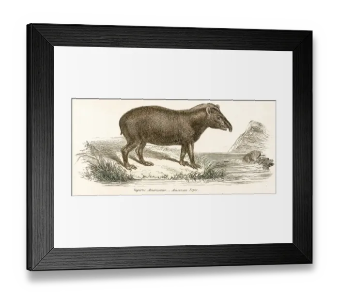 Framed Print : Tapir engraving 1803 Framed Print : Tapir engraving 1803
