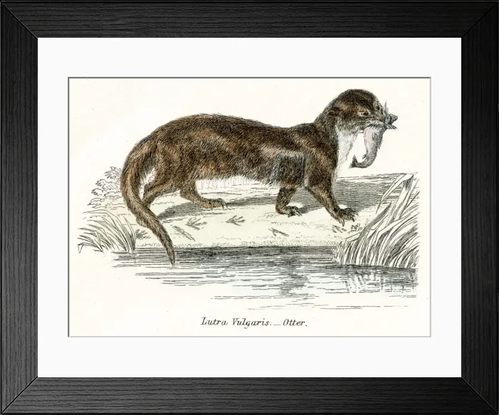 Framed Print : Otter engraving 1803 Framed Print : Otter engraving 1803