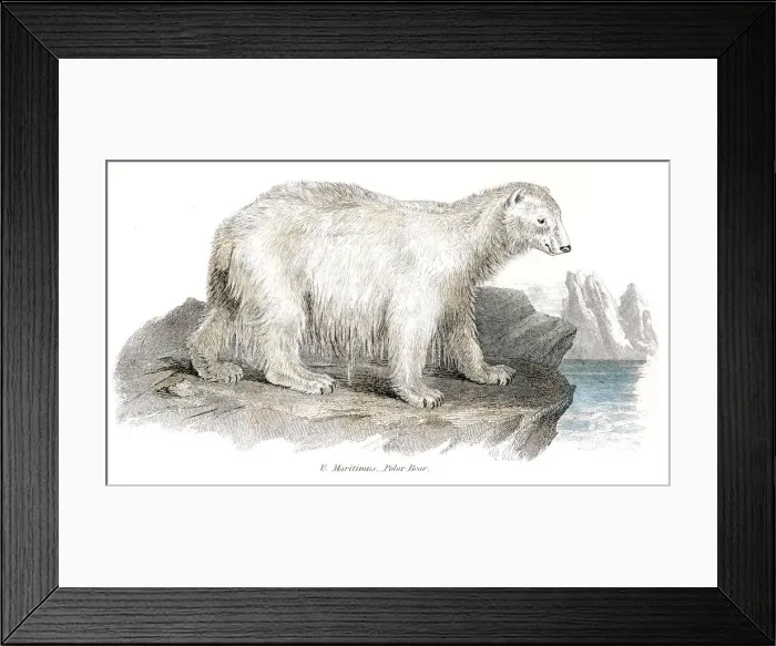Framed Print : Polar bear engraving 1803 Framed Print : Polar bear engraving 1803