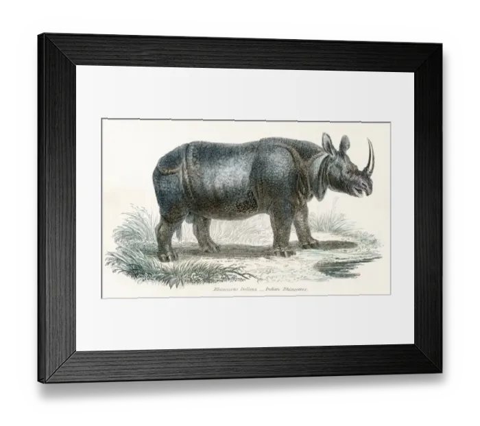 Framed Print : Indian Rhinocerus engraving 1803 Framed Print : Indian Rhinocerus engraving 1803