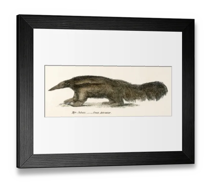 Framed Print : Great Ant eater engraving 1803 Framed Print : Great Ant eater engraving 1803