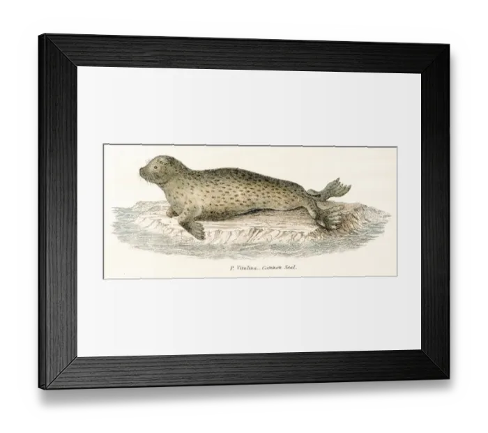 Framed Print : Common seal engraving 1803 Framed Print : Common seal engraving 1803