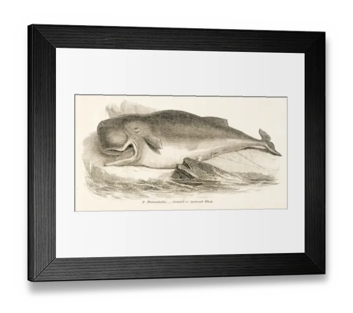 Framed Print : Sperm whale engraving 1803 Framed Print : Sperm whale engraving 1803