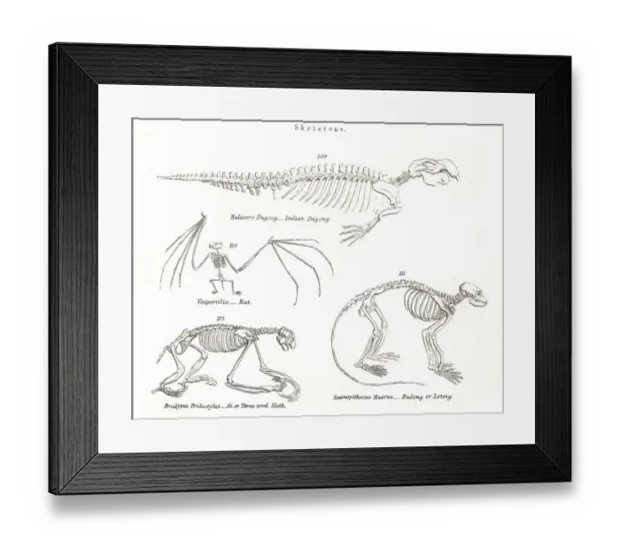 Framed Print : Animal skeletons engraving 1803 Framed Print : Animal skeletons engraving 1803