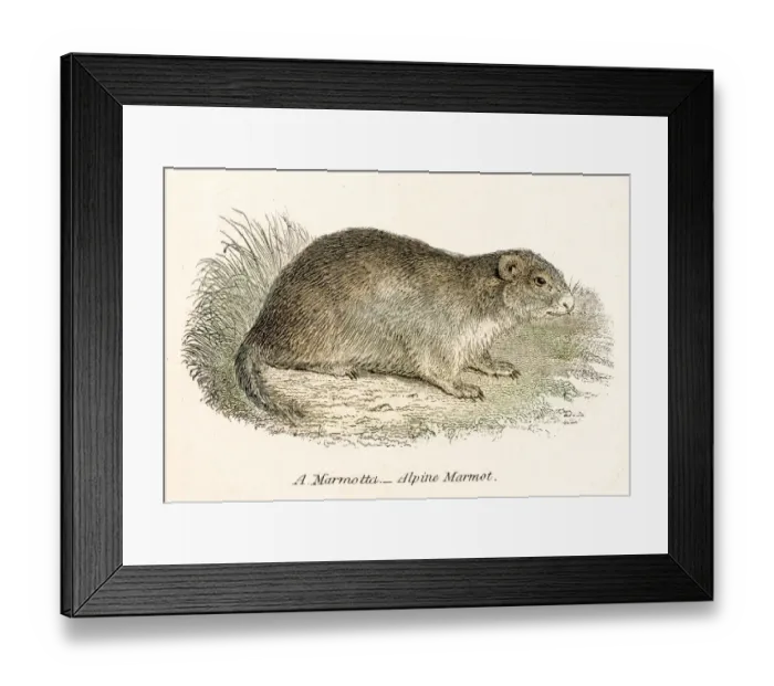 Framed Print : Marmot engraving 1803 Framed Print : Marmot engraving 1803