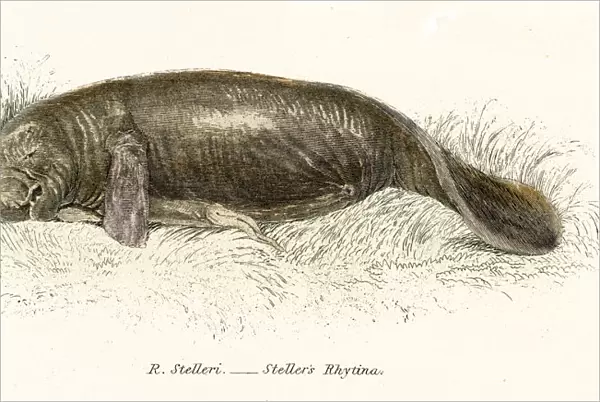 Stellers sea cow engraving 1803