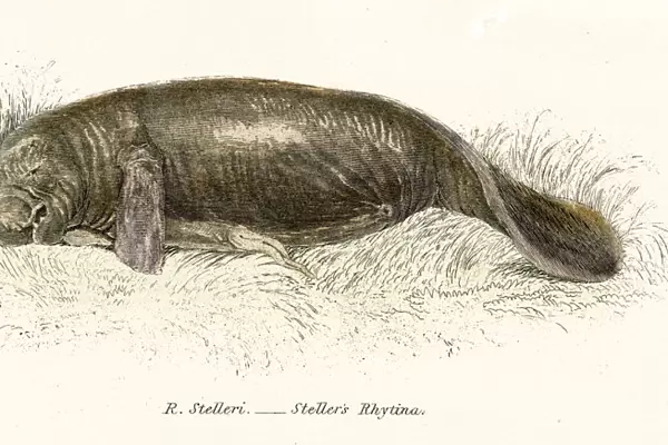 Stellers sea cow engraving 1803