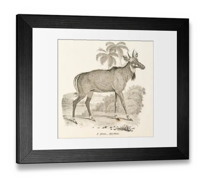 Framed Print : Nilgai antelope engraving 1803 Framed Print : Nilgai antelope engraving 1803