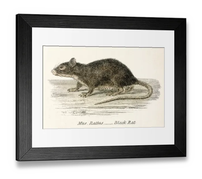 Framed Print : Black rat engraving 1803 Framed Print : Black rat engraving 1803