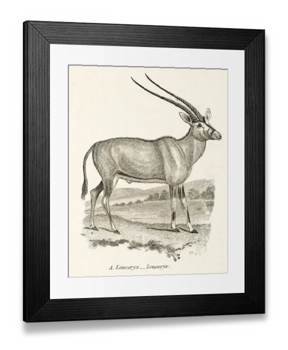 Framed Print : Arabian oryx engraving 1803 Framed Print : Arabian oryx engraving 1803