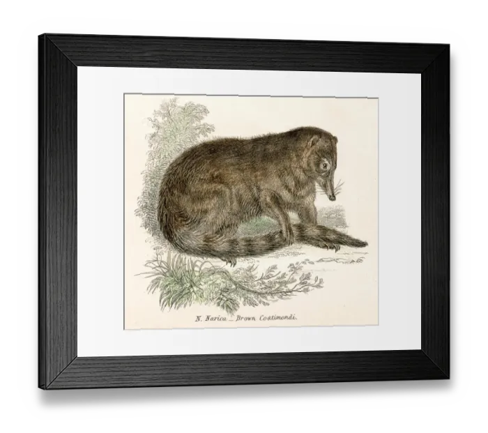 Framed Print : Coati engraving 1803 Framed Print : Coati engraving 1803