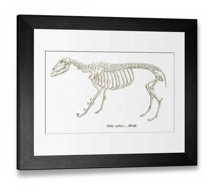Framed Print : Sheep skeleton engraving 1803 Framed Print : Sheep skeleton engraving 1803