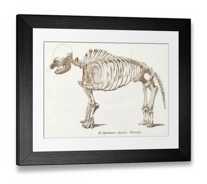 Framed Print : Mastodon skeletons engraving 1803 Framed Print : Mastodon skeletons engraving 1803
