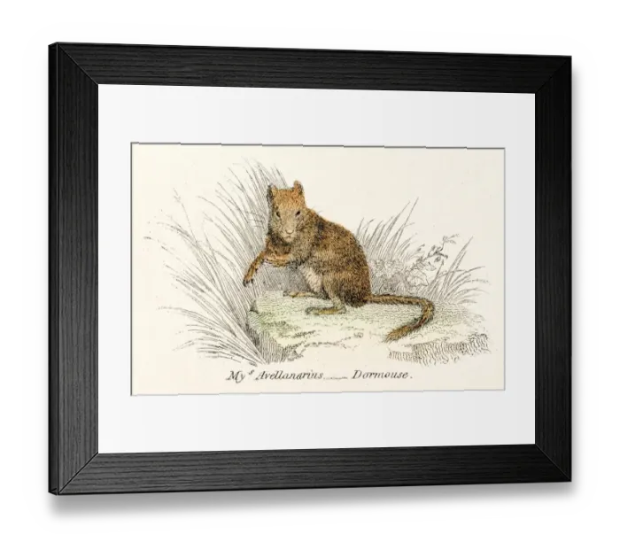 Framed Print : Dormouse engraving 1803 Framed Print : Dormouse engraving 1803