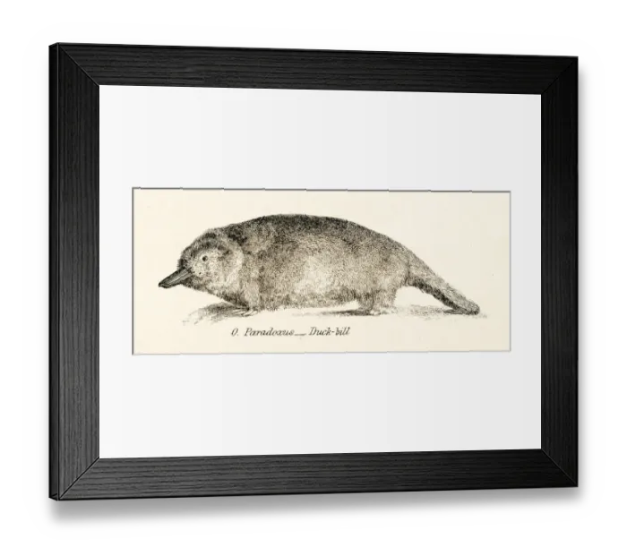Framed Print : Platypus engraving 1803 Framed Print : Platypus engraving 1803