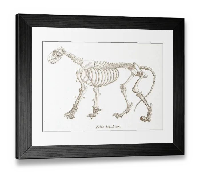 Framed Print : Lion skeleton engraving 1803 Framed Print : Lion skeleton engraving 1803