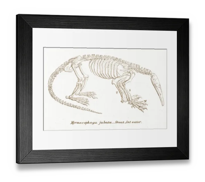Framed Print : Ant eater skeleton engraving 1803 Framed Print : Ant eater skeleton engraving 1803
