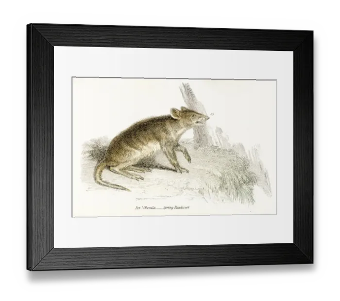 Framed Print : Bandicoot rat engraving 1803 Framed Print : Bandicoot rat engraving 1803