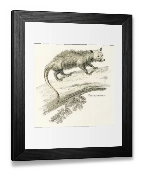 Framed Print : Virginia opossum engraving 1803 Framed Print : Virginia opossum engraving 1803