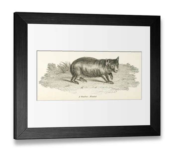 Framed Print : Wombat engraving 1803 Framed Print : Wombat engraving 1803