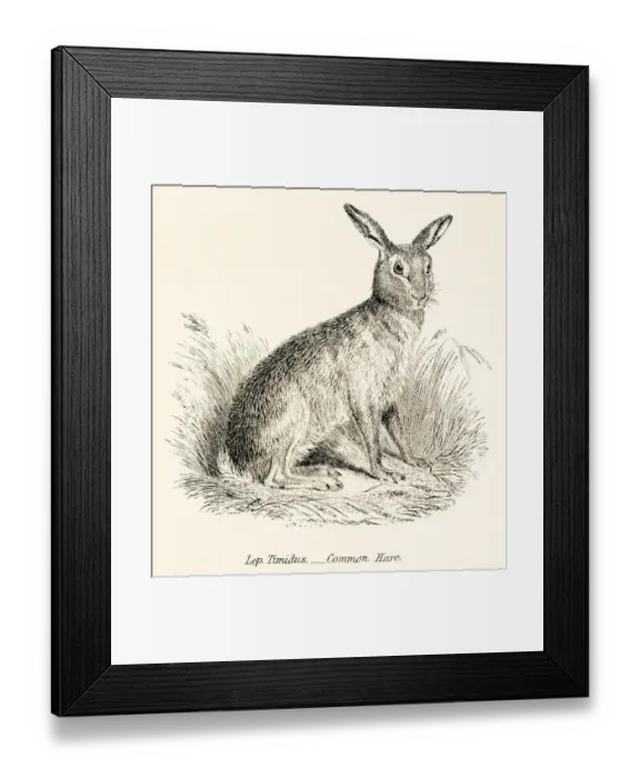 Framed Print : Hare engraving 1803 Framed Print : Hare engraving 1803