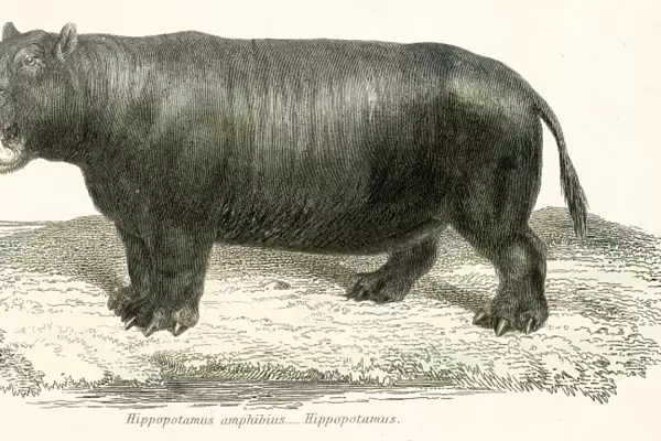 Hippopotamus engraving 1803
