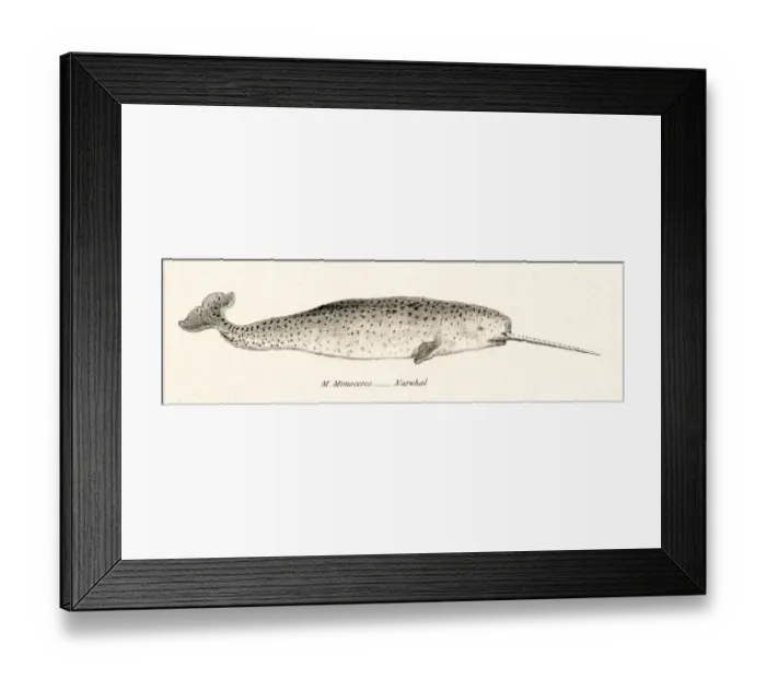 Framed Print : Narwhal engraving 1803 Framed Print : Narwhal engraving 1803