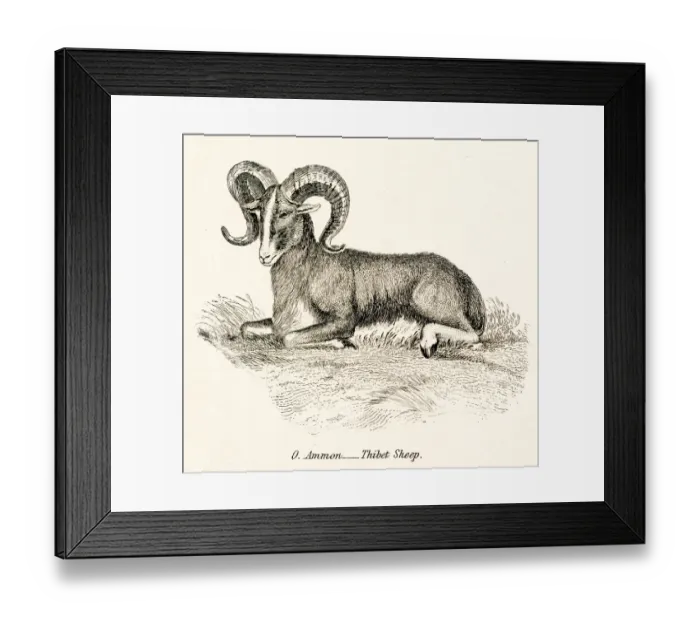 Framed Print : Thibet sheep engraving 1803