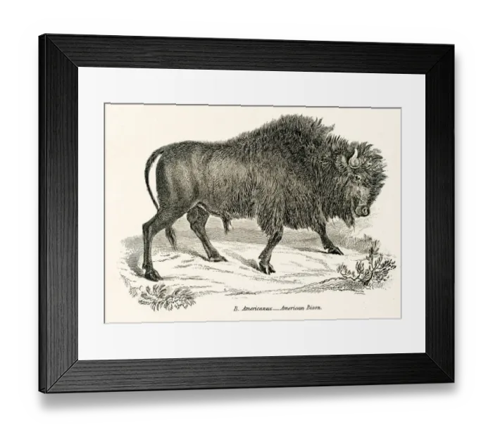 Framed Print : American Bison engraving 1803 Framed Print : American Bison engraving 1803