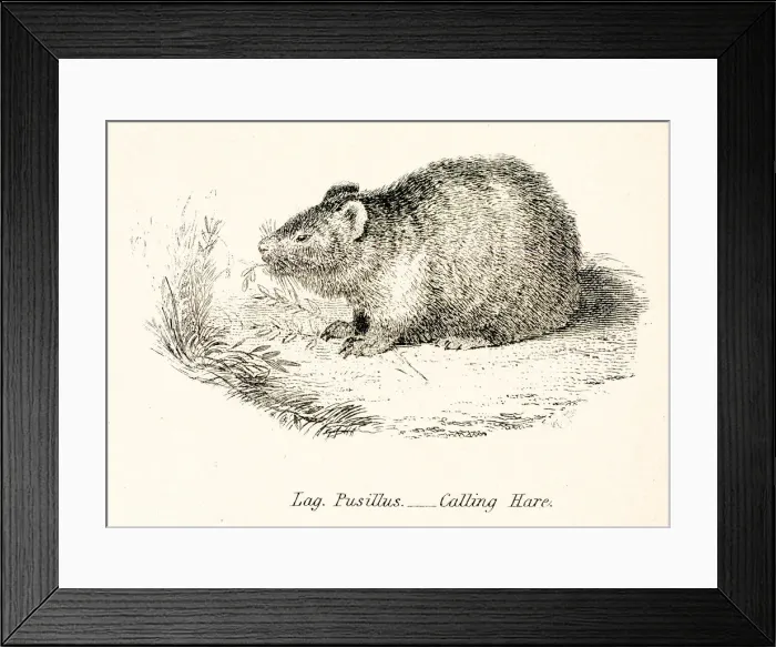 Framed Print : Calling hare engraving 1803 Framed Print : Calling hare engraving 1803