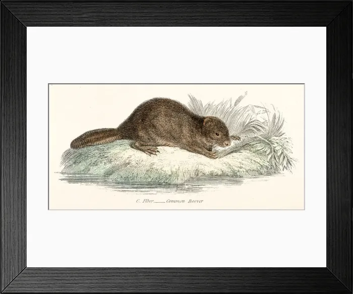 Framed Print : engraving 1803 Framed Print : engraving 1803