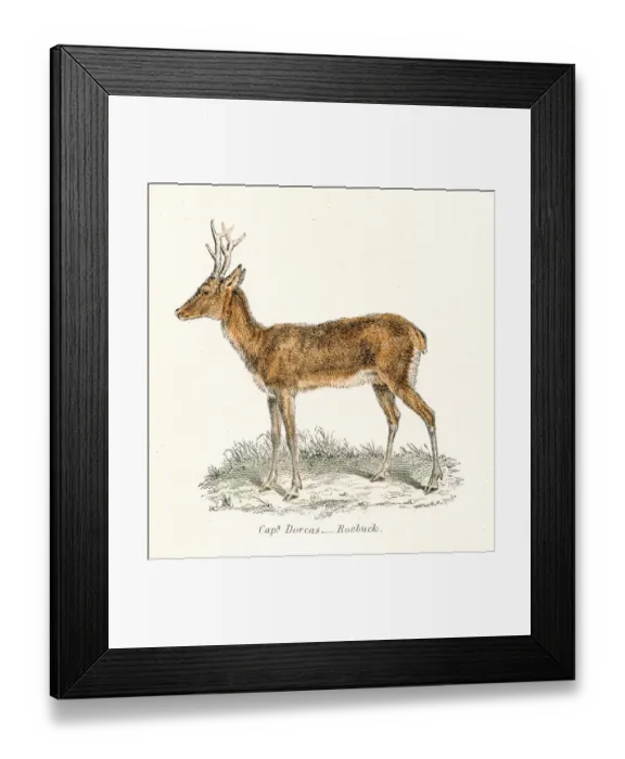 Framed Print : Roebuck antelope engraving 1803 Framed Print : Roebuck antelope engraving 1803