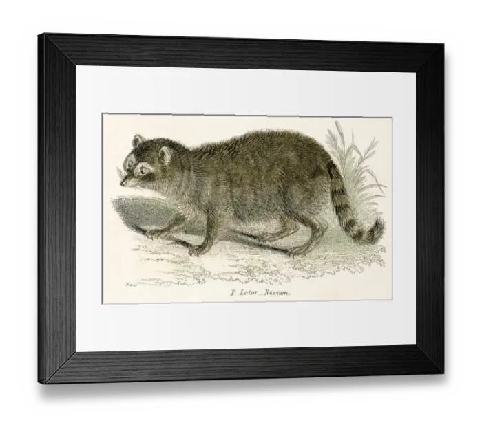 Framed Print : Racoon engraving 1803 Framed Print : Racoon engraving 1803
