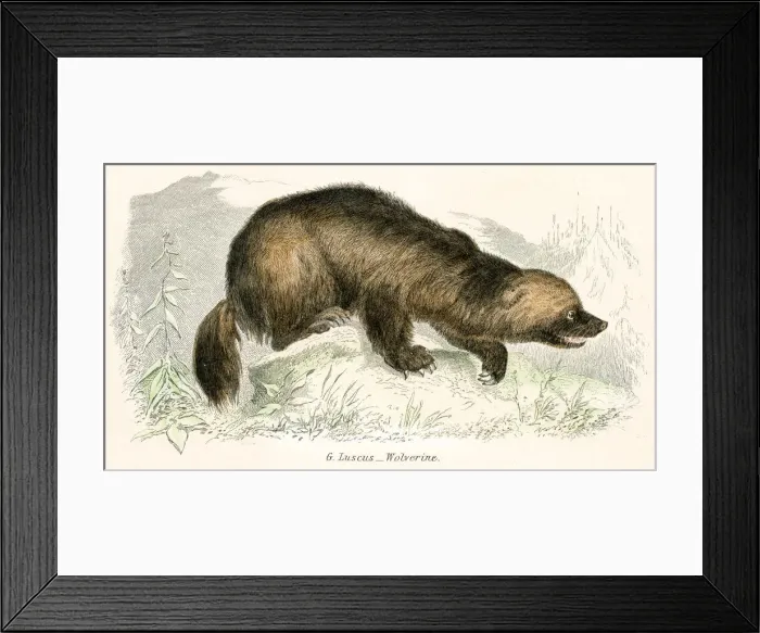 Framed Print : Wolverine engraving 1803 Framed Print : Wolverine engraving 1803