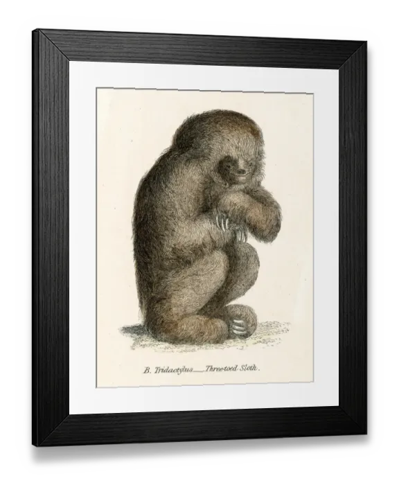 Framed Print : Sloth engraving 1803 Framed Print : Sloth engraving 1803