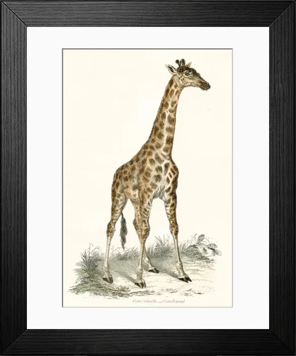 Framed Print : Giraffe engraving 1803 Framed Print : Giraffe engraving 1803