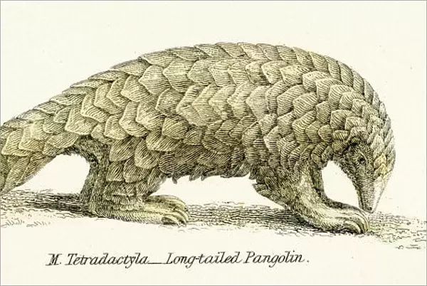 Pangolin engraving 1803