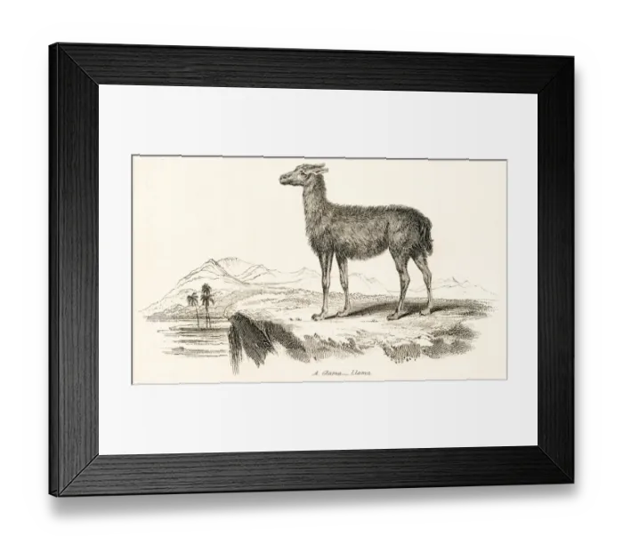 Framed Print : Llama engraving 1803 Framed Print : Llama engraving 1803