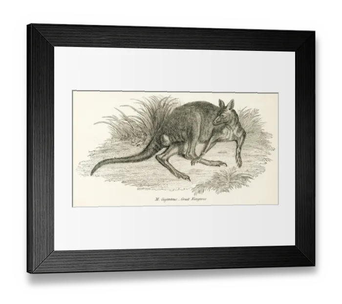 Framed Print : Kangaroo engraving 1803 Framed Print : Kangaroo engraving 1803