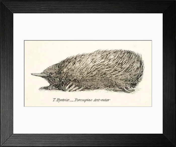 Framed Print : Equidna engraving 1803 Framed Print : Equidna engraving 1803