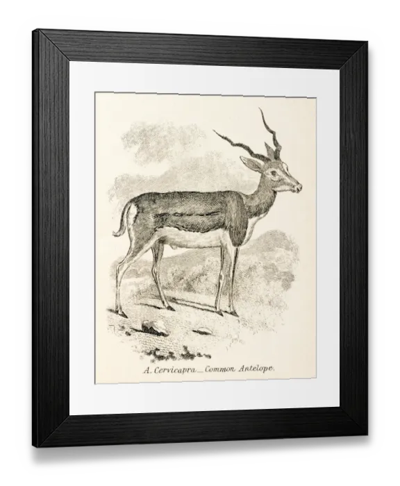 Framed Print : Antelope engraving 1803 Framed Print : Antelope engraving 1803