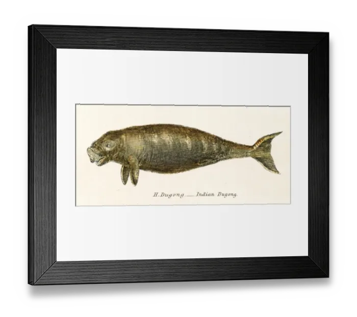Framed Print : Indian dugong engraving 1803 Framed Print : Indian dugong engraving 1803