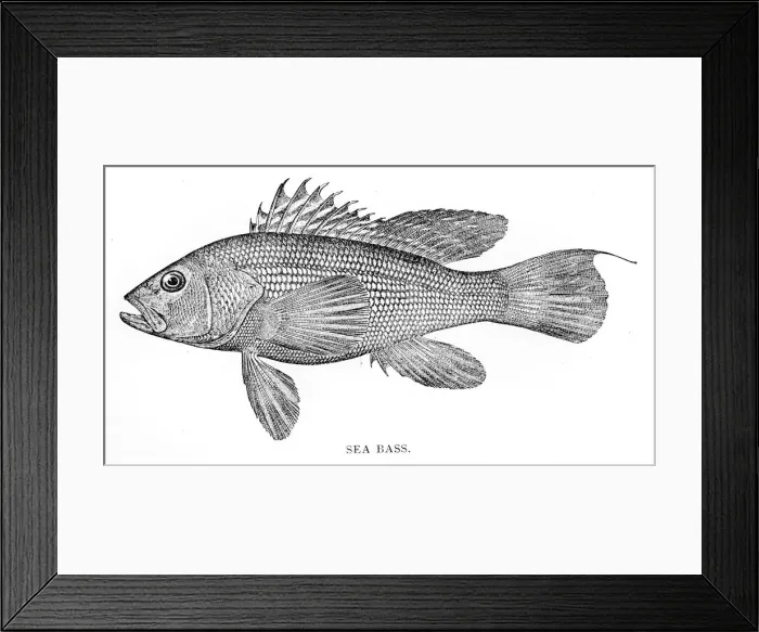 Framed Print : Sea bass engraving 1898 Framed Print : Sea bass engraving 1898